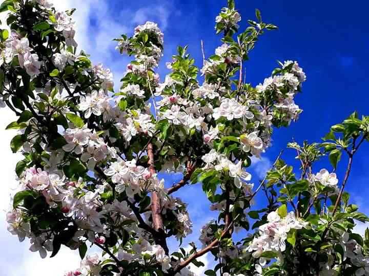Witness of Hunza & Phandar Cherry Blossom