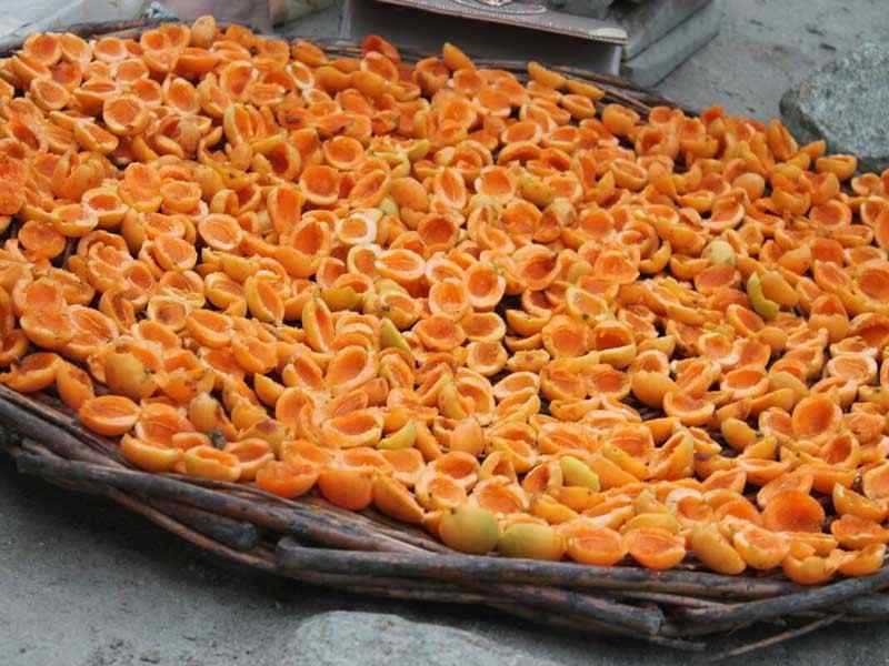 Organic Sun dry Apricots Tours Hunza