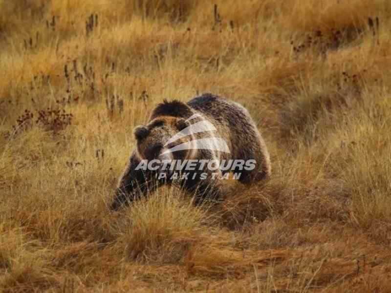 Brown bear of Deosai Plateau in Pakistan
