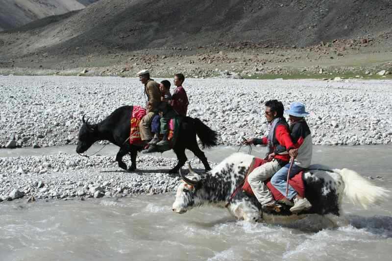 yak-riding-in-shimshal-trekking